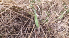 Mantis religiosa