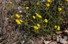 Osteospermum microcarpum