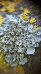 Punctelia subrudecta