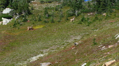 Odocoileus hemionus hemionus