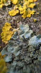 Punctelia subrudecta