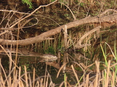 Anas undulata undulata