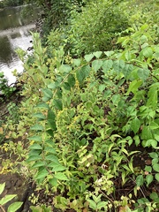 Phellodendron amurense