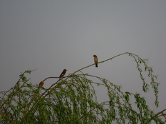 Amblyospiza albifrons