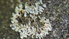Physcia tenella