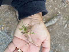 Poa annua