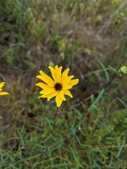 Helianthus angustifolius