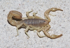 Paravaejovis spinigerus