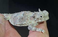 Phrynosoma platyrhinos