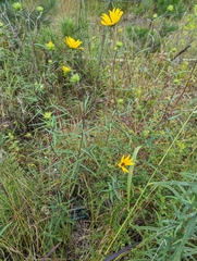 Helianthus angustifolius