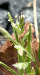 Poa annua