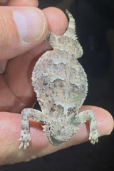 Phrynosoma platyrhinos