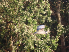 Ardea melanocephala