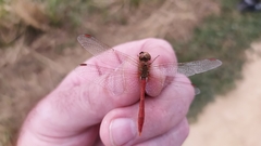 Sympetrum meridionale