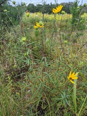 Helianthus angustifolius