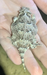 Phrynosoma platyrhinos