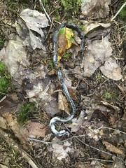 Thamnophis sirtalis pallidulus