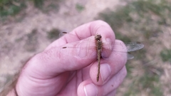 Sympetrum meridionale