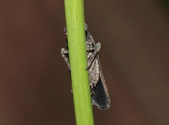 Amycle tumacacoriae
