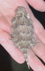 Phrynosoma platyrhinos