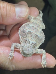 Phrynosoma platyrhinos