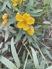 Senna roemeriana