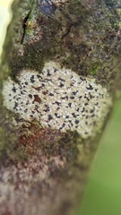 Arthonia radiata