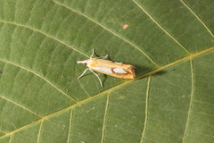 Catoptria pinella