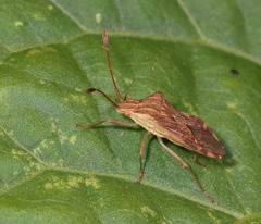 Hypselonotini
