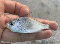 Eucinostomus