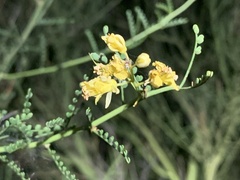 Parkinsonia microphylla