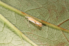 Catoptria pinella