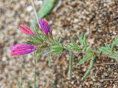 Echium sabulicola decipiens