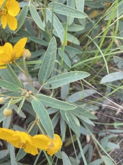 Senna roemeriana