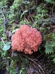 Ramaria botrytis