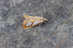Catoptria pinella