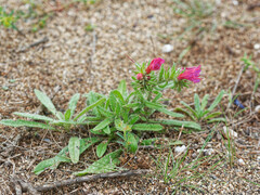 Echium sabulicola decipiens