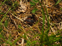 Rhynocoris annulatus