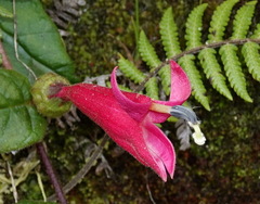 Siphocampylus hispidus