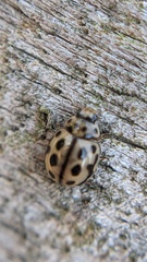 Tytthaspis sedecimpunctata