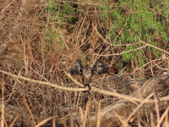 Microcarbo africanus africanus