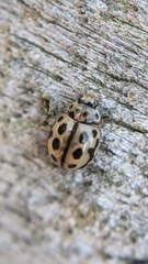 Tytthaspis sedecimpunctata