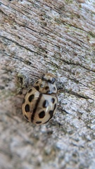 Tytthaspis sedecimpunctata