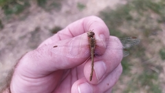 Sympetrum meridionale