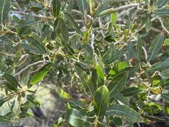 Salix lasiolepis
