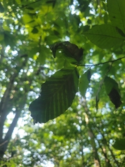 Litylenchus crenatae