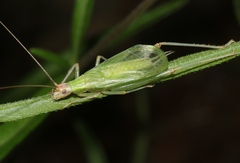 Oecanthus texensis
