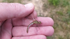 Sympetrum meridionale