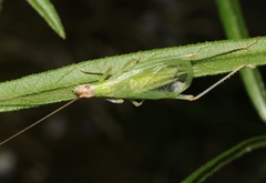 Oecanthus texensis
