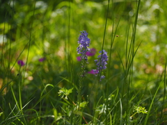 Veronica spicata